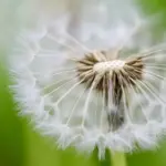 Kan en taskeparaply modstå kraftig vind?